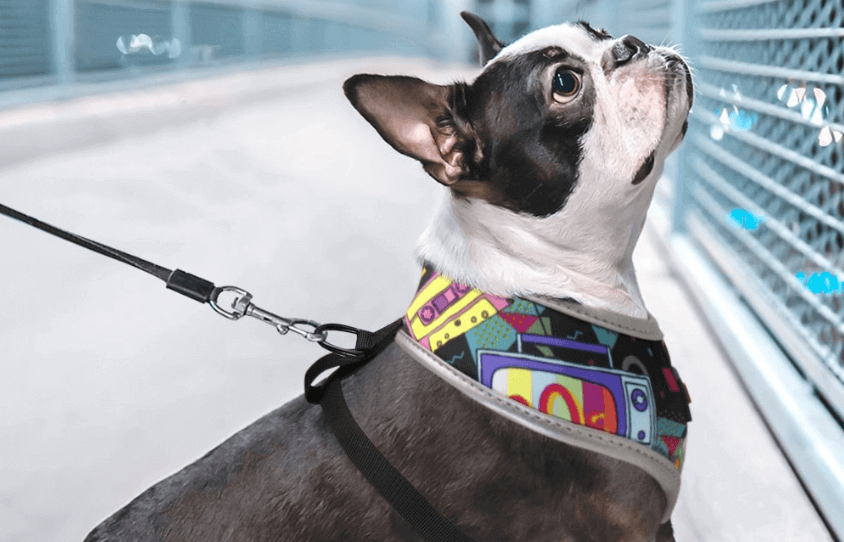 Something you need to know about Ruffwear harness